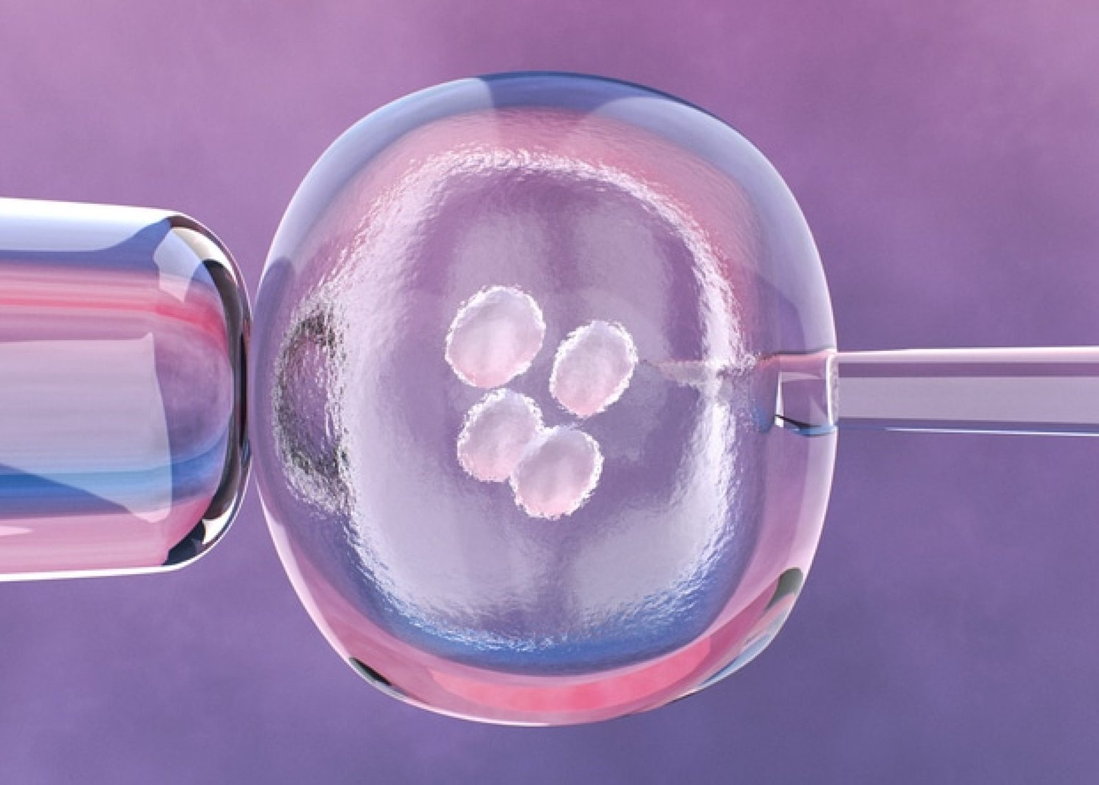 Microscopic View of Embryonic Cell and Needle